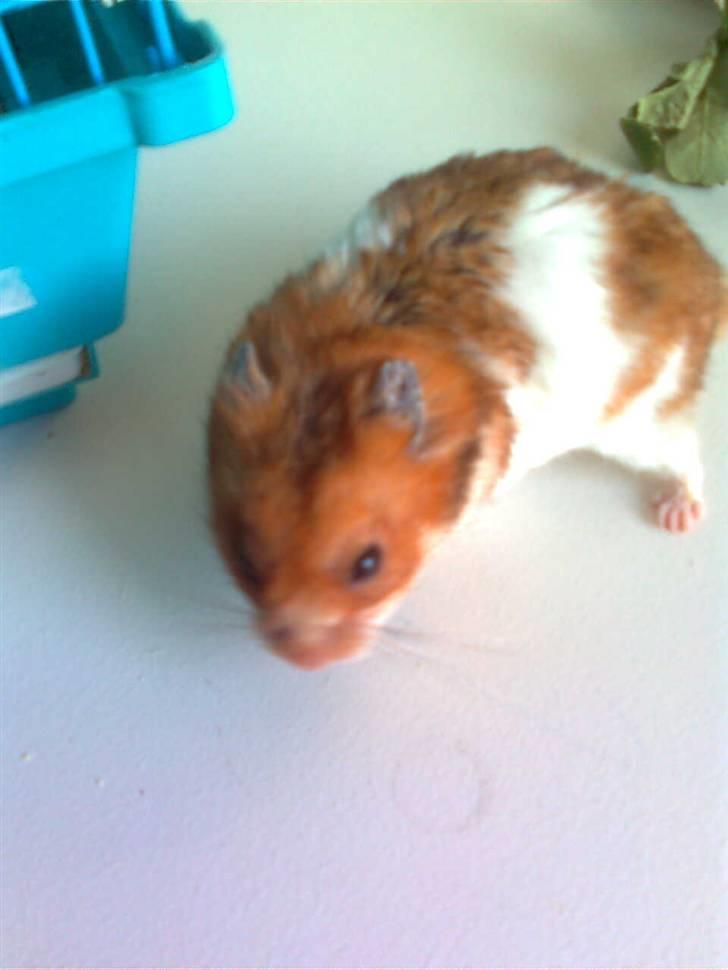 Hamster Lucky billede 5