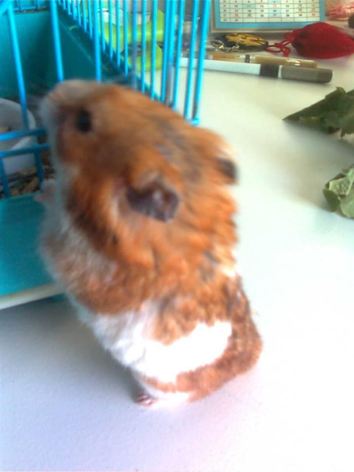 Hamster Lucky billede 6