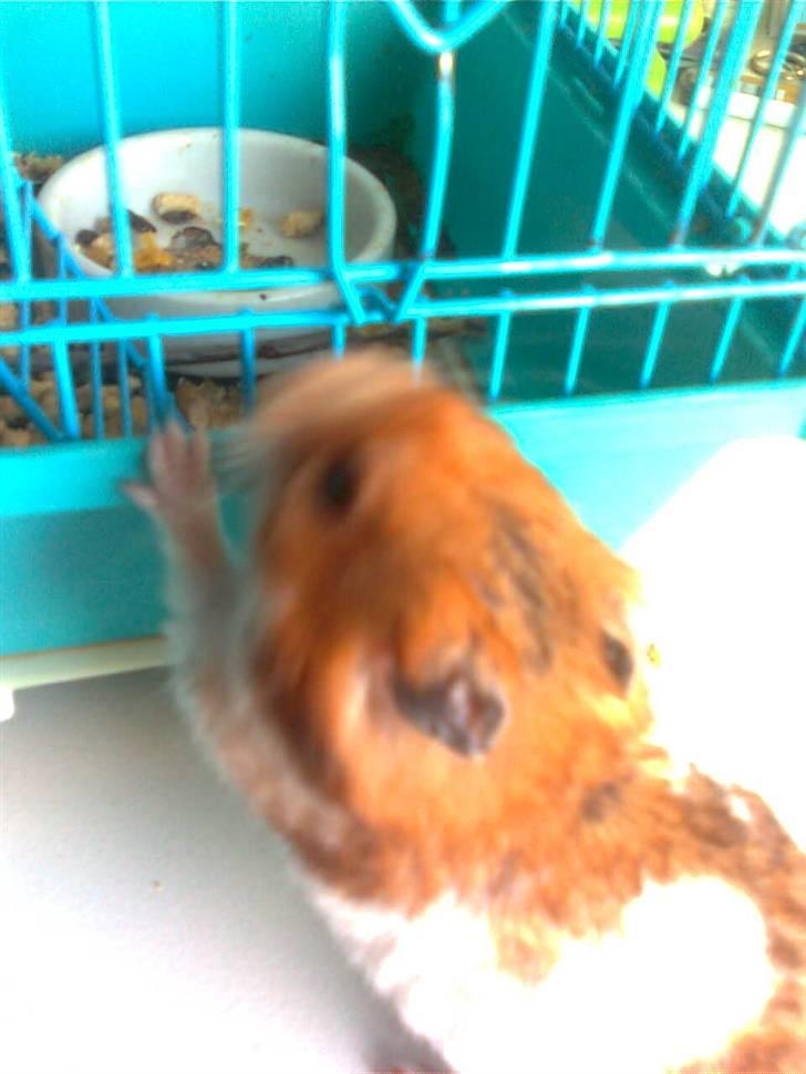 Hamster Lucky billede 7