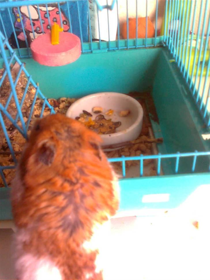 Hamster Lucky billede 8