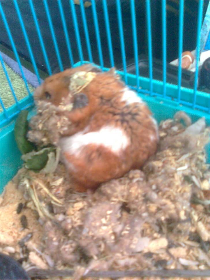 Hamster Lucky billede 9