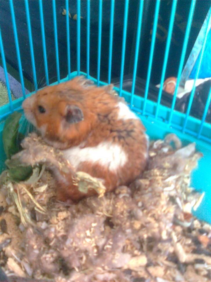 Hamster Lucky billede 10