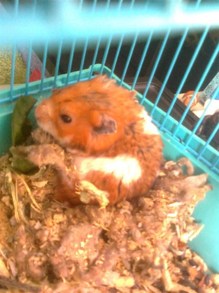 Hamster Lucky billede 11