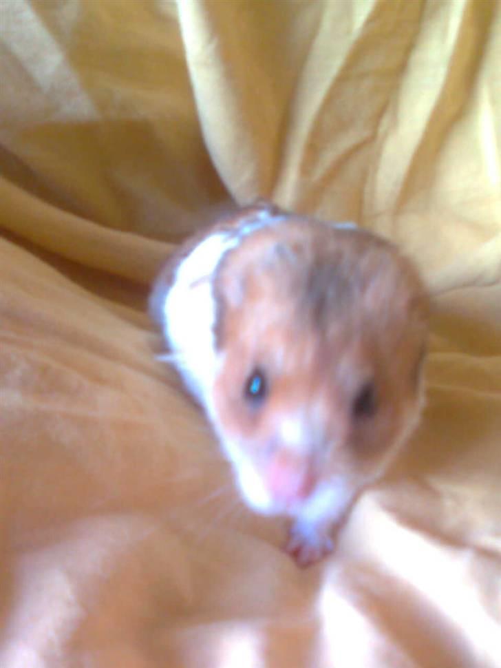 Hamster Lucky billede 12