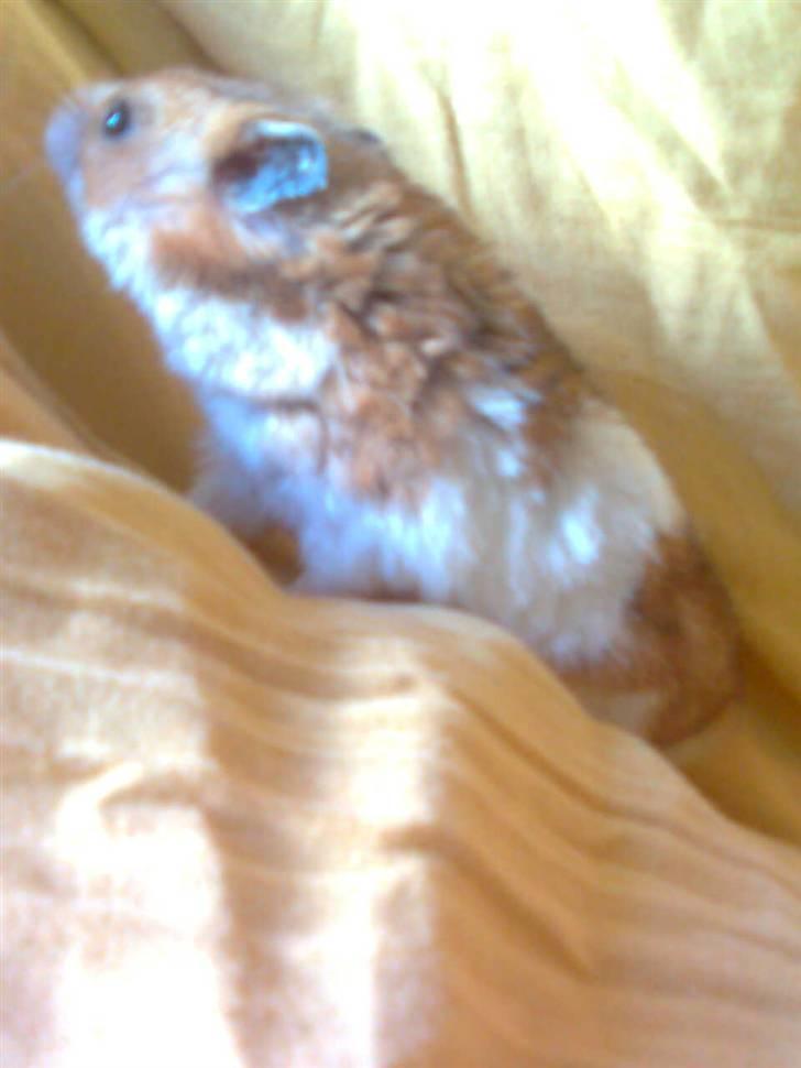 Hamster Lucky billede 13