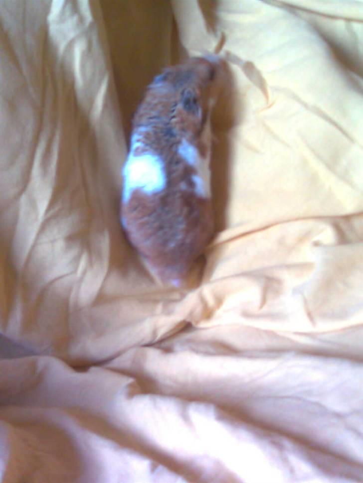 Hamster Lucky billede 14