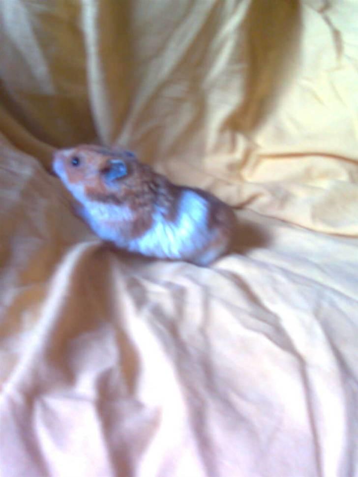 Hamster Lucky billede 15