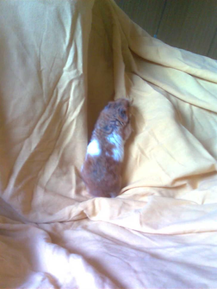 Hamster Lucky billede 16