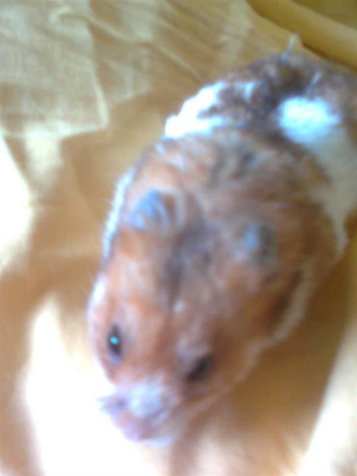 Hamster Lucky billede 17
