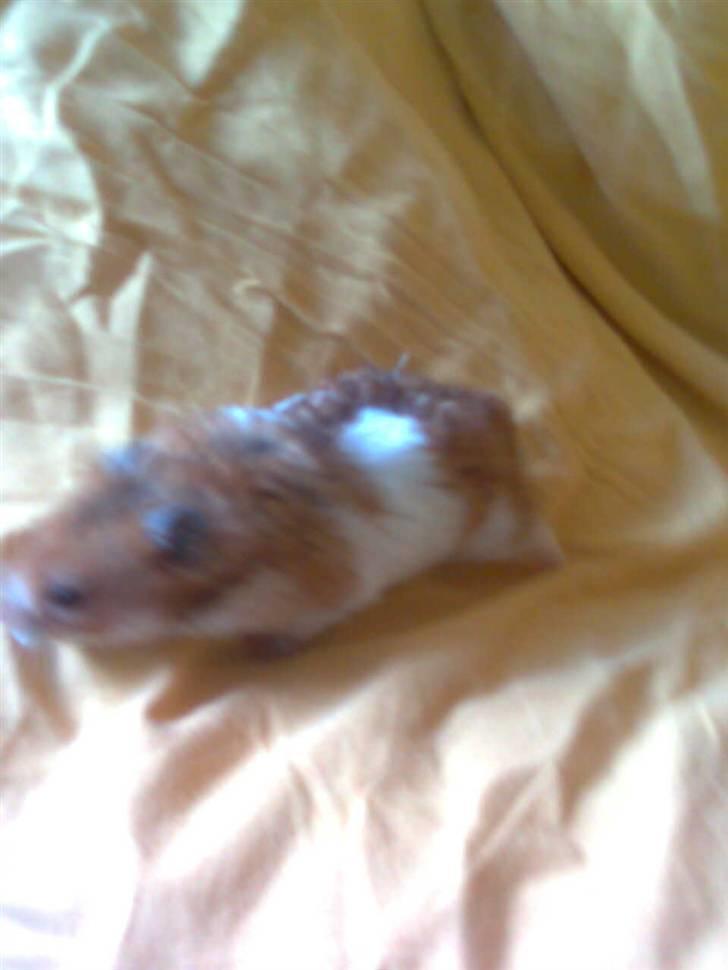 Hamster Lucky billede 18