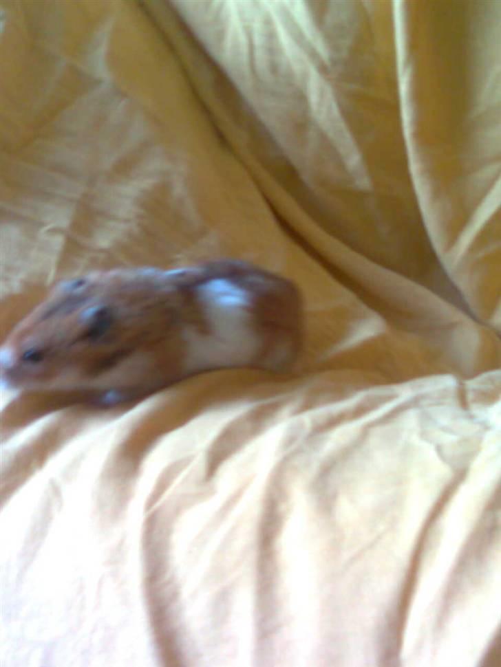 Hamster Lucky billede 19