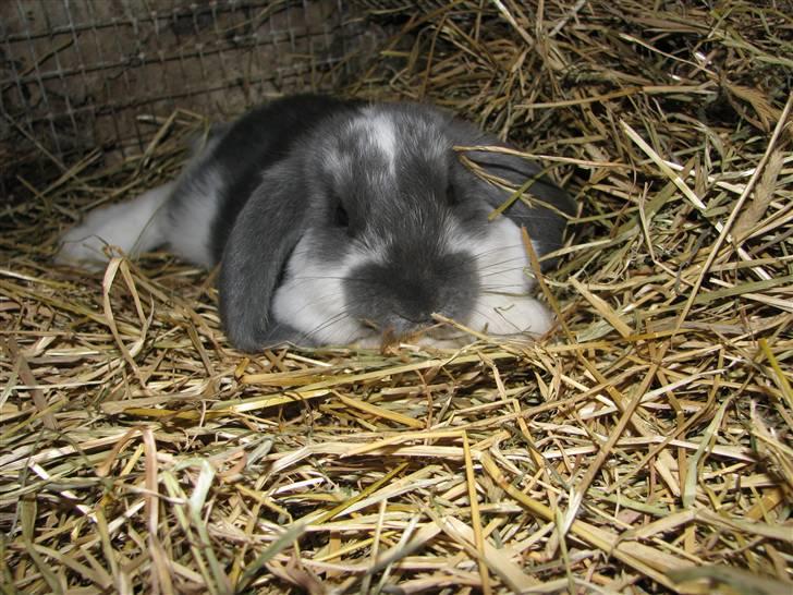 Kanin Yuki - Yuki er fra Grønriis og er Valentins han. I 2010 er han blev til et kuld blå og blå kappetegnede unger. billede 1