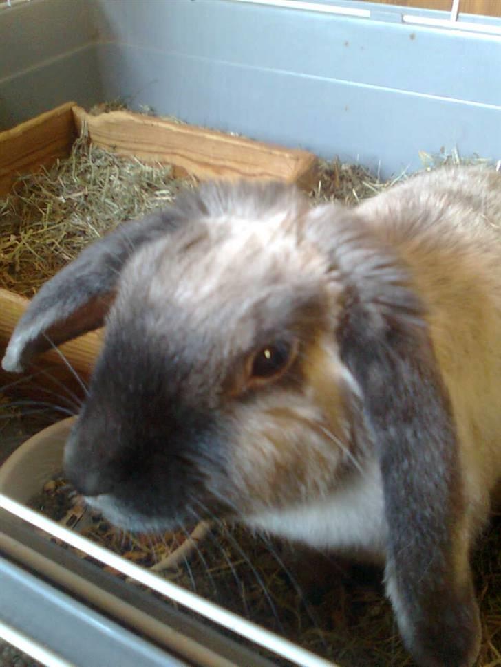 Kanin Kira billede 1