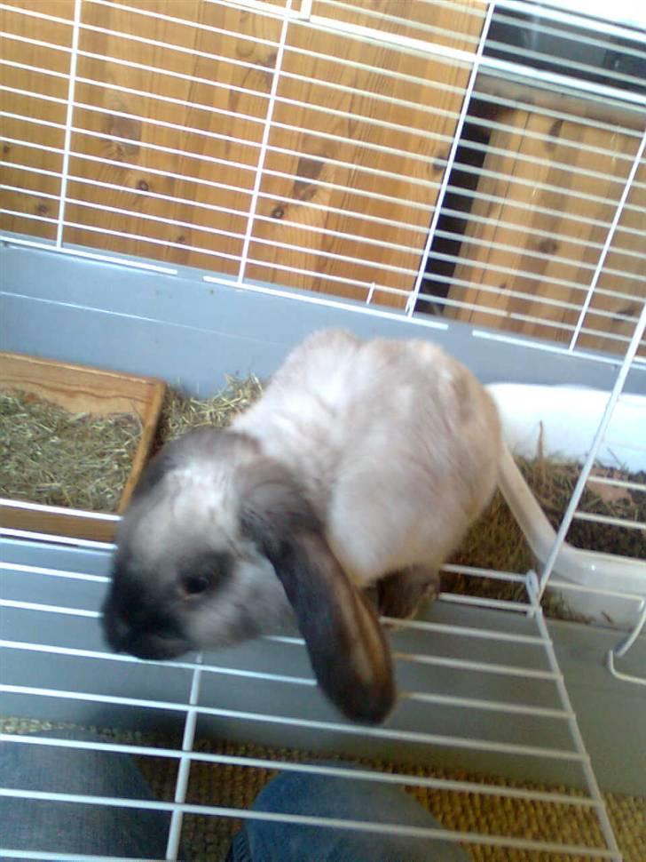 Kanin Kira billede 2