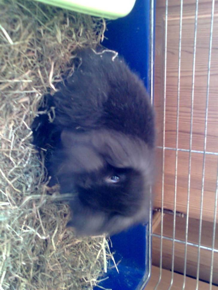 Kanin Oliver billede 2