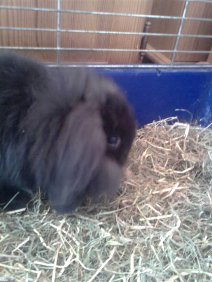 Kanin Oliver billede 3