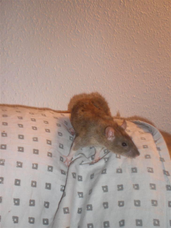 Tamrotte Faith RIP - 3/1-11. billede 14