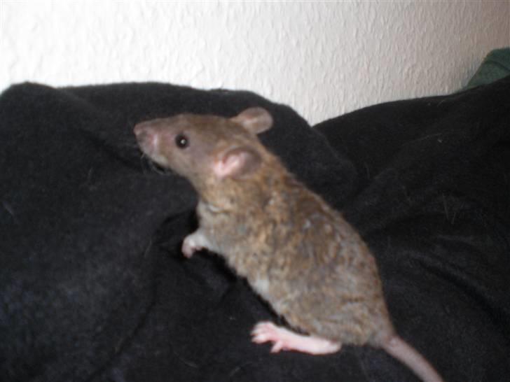 Tamrotte Faith RIP - 16/5-10. billede 2