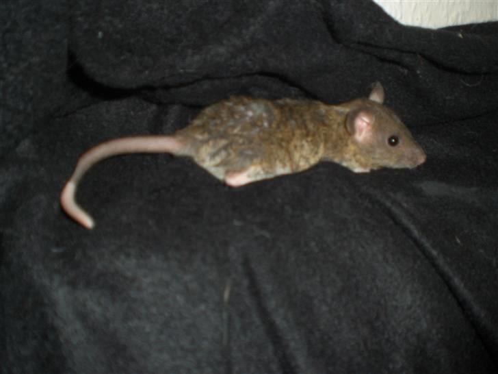 Tamrotte Faith RIP - 16/5-10. billede 3