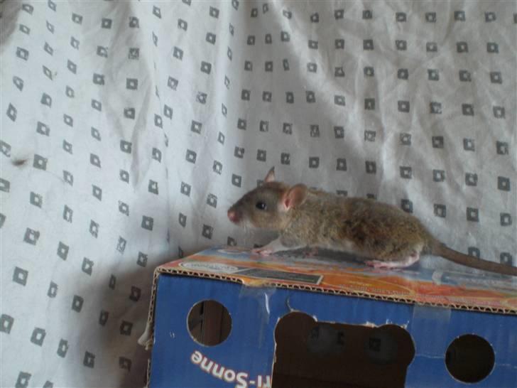 Tamrotte Faith RIP - 31/5-10. billede 4