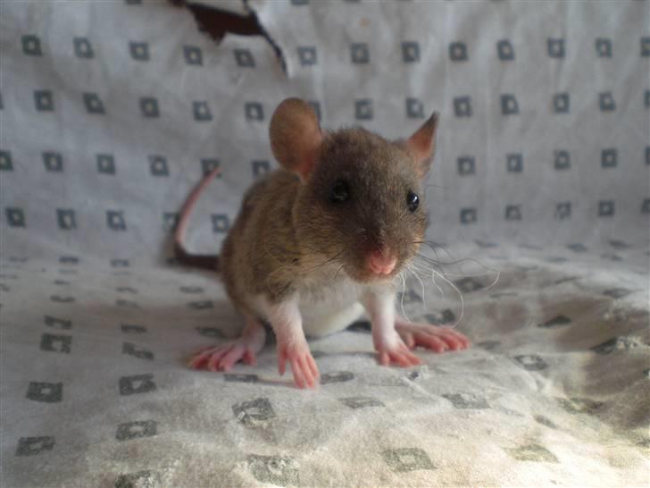 Tamrotte Faith RIP - 31/5-10. billede 5