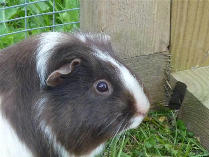 Marsvin Bellis billede 1