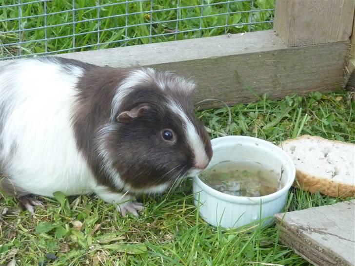 Marsvin Bellis billede 2