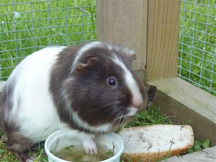 Marsvin Bellis billede 3