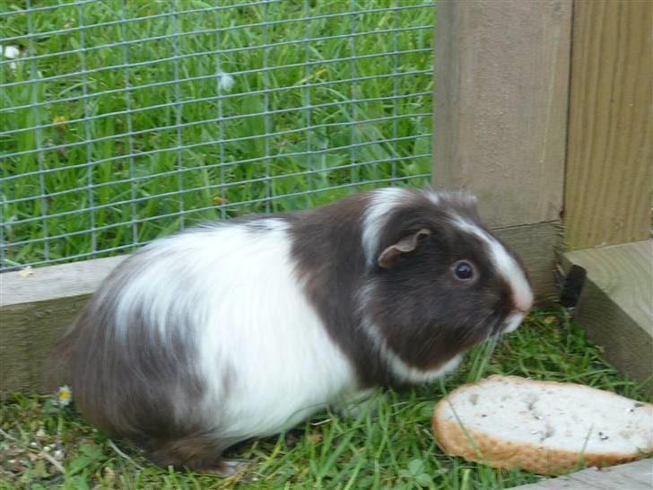 Marsvin Bellis billede 4