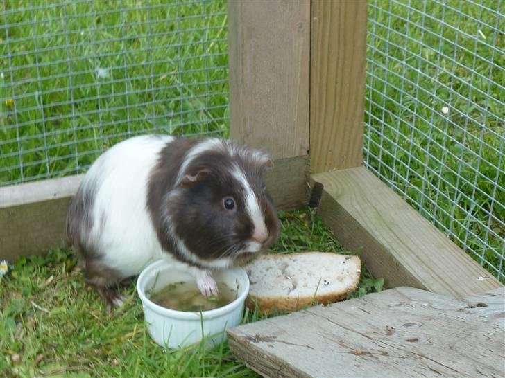 Marsvin Bellis billede 5