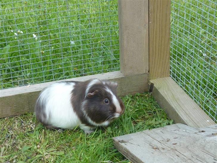 Marsvin Bellis billede 6