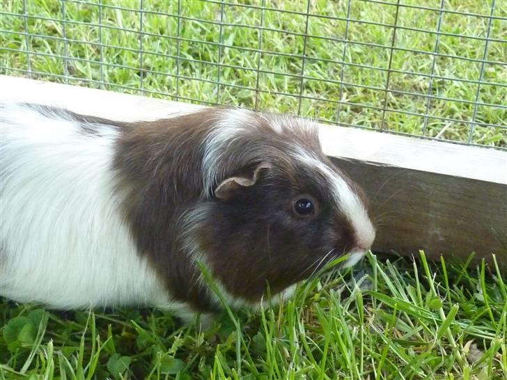 Marsvin Bellis billede 7