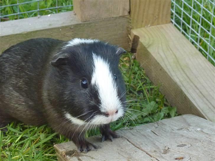 Marsvin Viola *DØD* billede 1