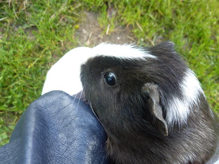 Marsvin Viola *DØD* billede 2