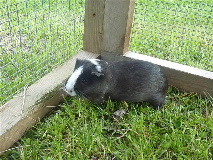 Marsvin Viola *DØD* billede 3