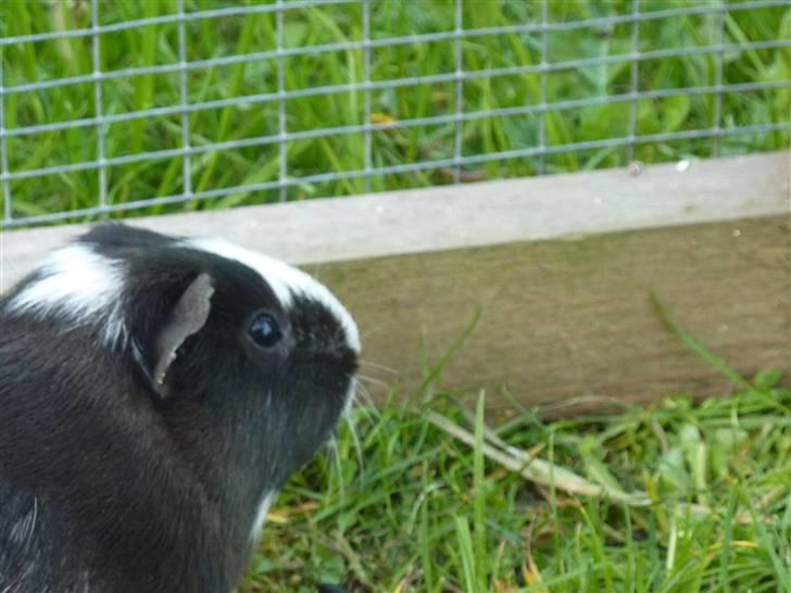 Marsvin Viola *DØD* billede 4