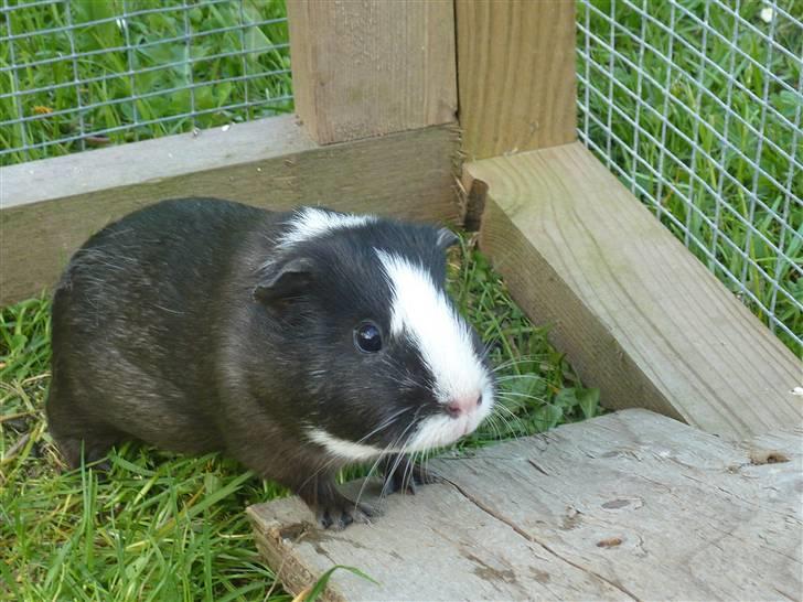 Marsvin Viola *DØD* billede 5