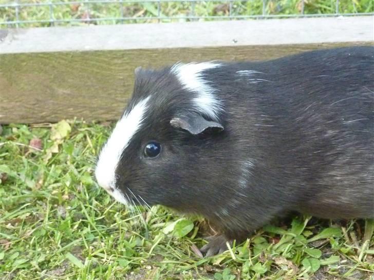 Marsvin Viola *DØD* billede 6