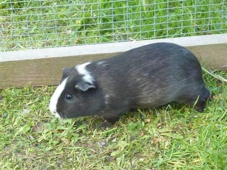 Marsvin Viola *DØD* billede 7