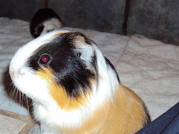 Marsvin Freja billede 1