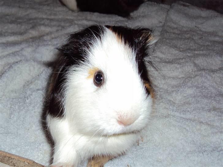 Marsvin Freja billede 2