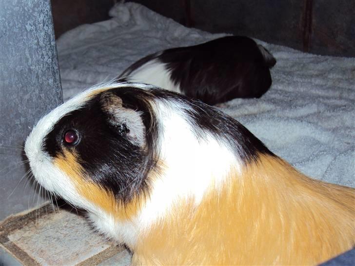 Marsvin Freja billede 3