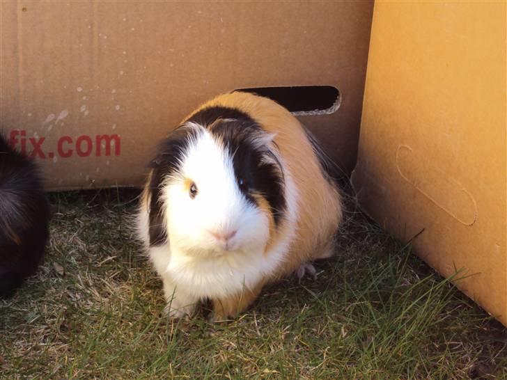 Marsvin Freja billede 4