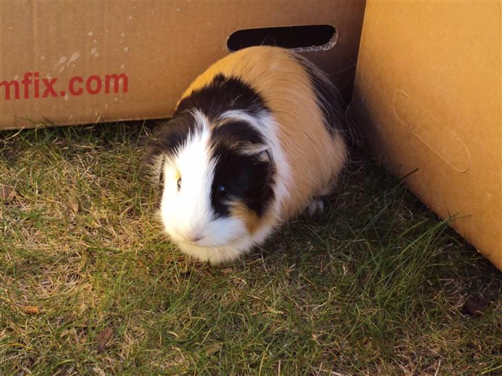 Marsvin Freja billede 5