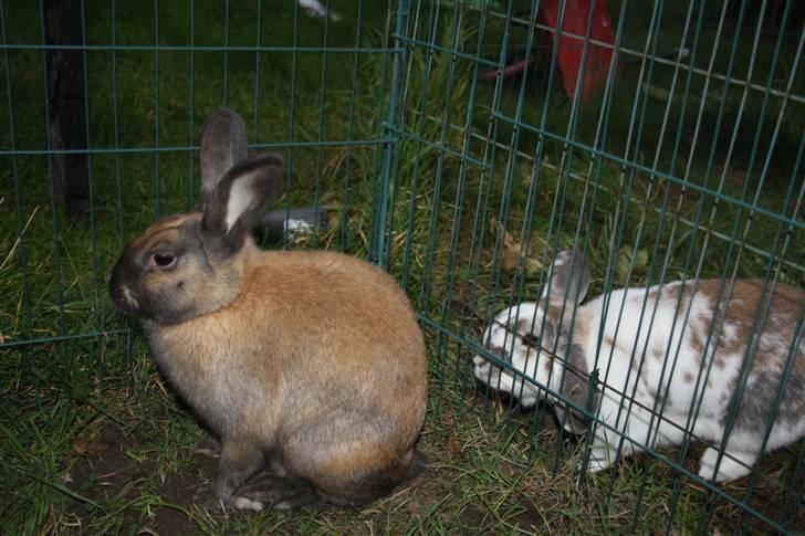 Kanin Maggie Fortzgaard - se ham stampe vil tale med mig ! billede 10