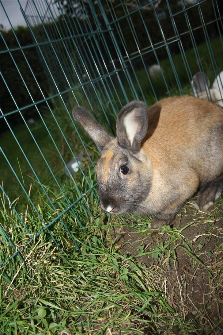 Kanin Maggie Fortzgaard - se et flot hul :D billede 11