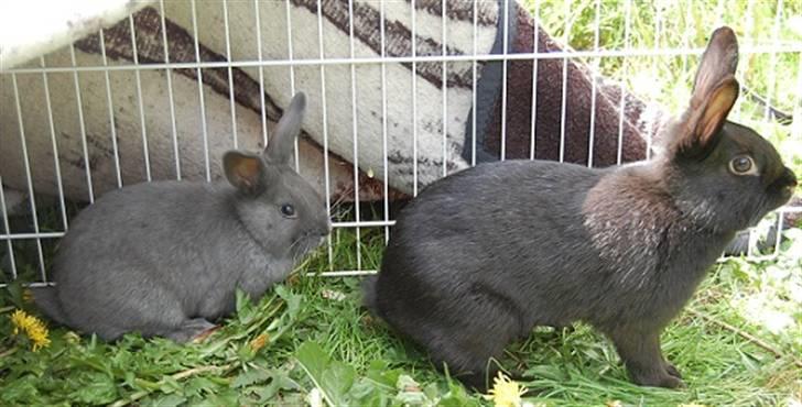 Kanin TT-Gigoline *R.I.P* :'(  billede 6