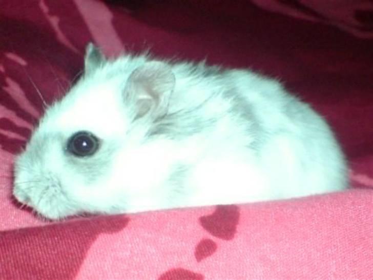 Dværghamster Tot - Da jeg næsten lige havde fået ham... ;) :* han er deeejlig! billede 1