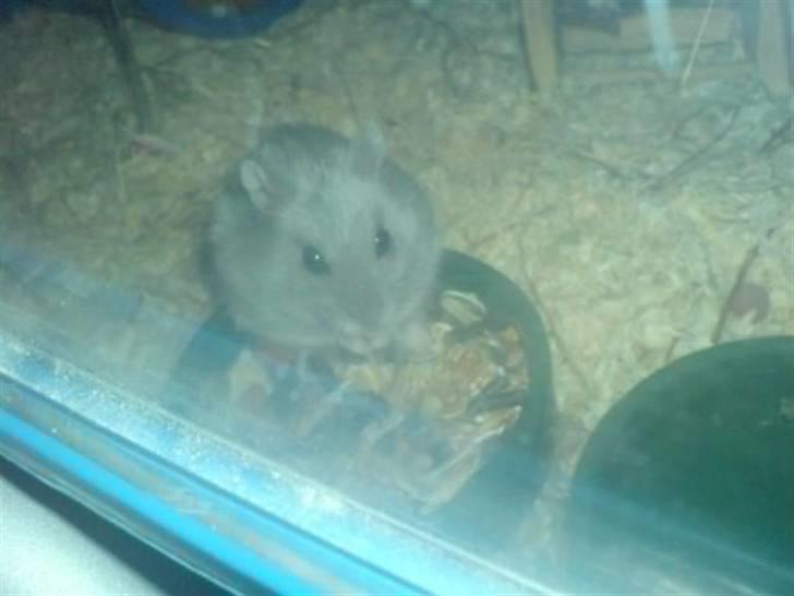 Dværghamster Tot - Da han begyndt at blive "voksen".;) hans pels er blevet grå billede 2