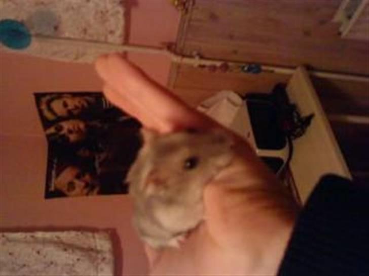 Dværghamster Tot - uuups...det vender på hovedet! :* :) billede 4